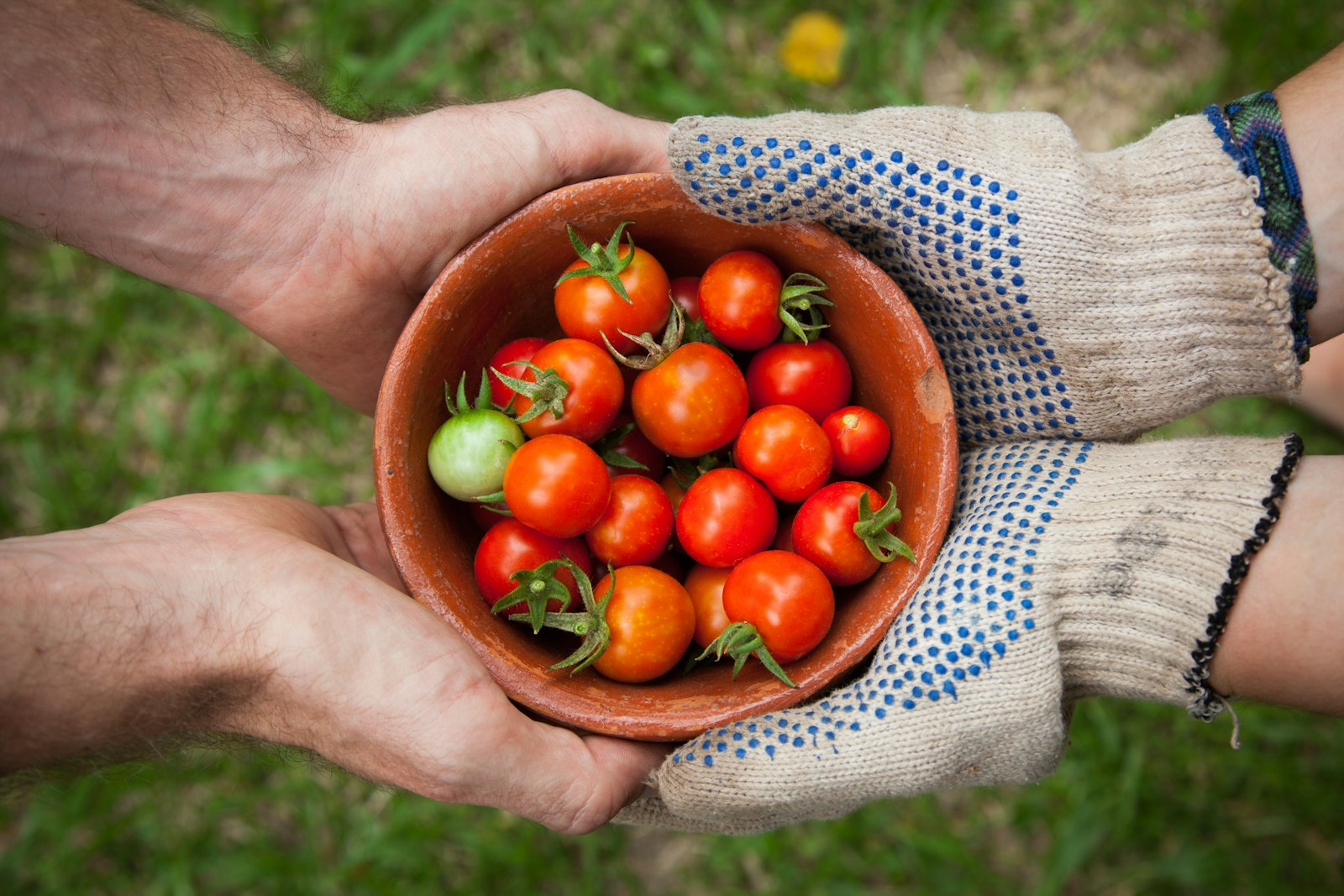 Hands holding a bowl of freshly picked tomatoes from a Christchurch garden