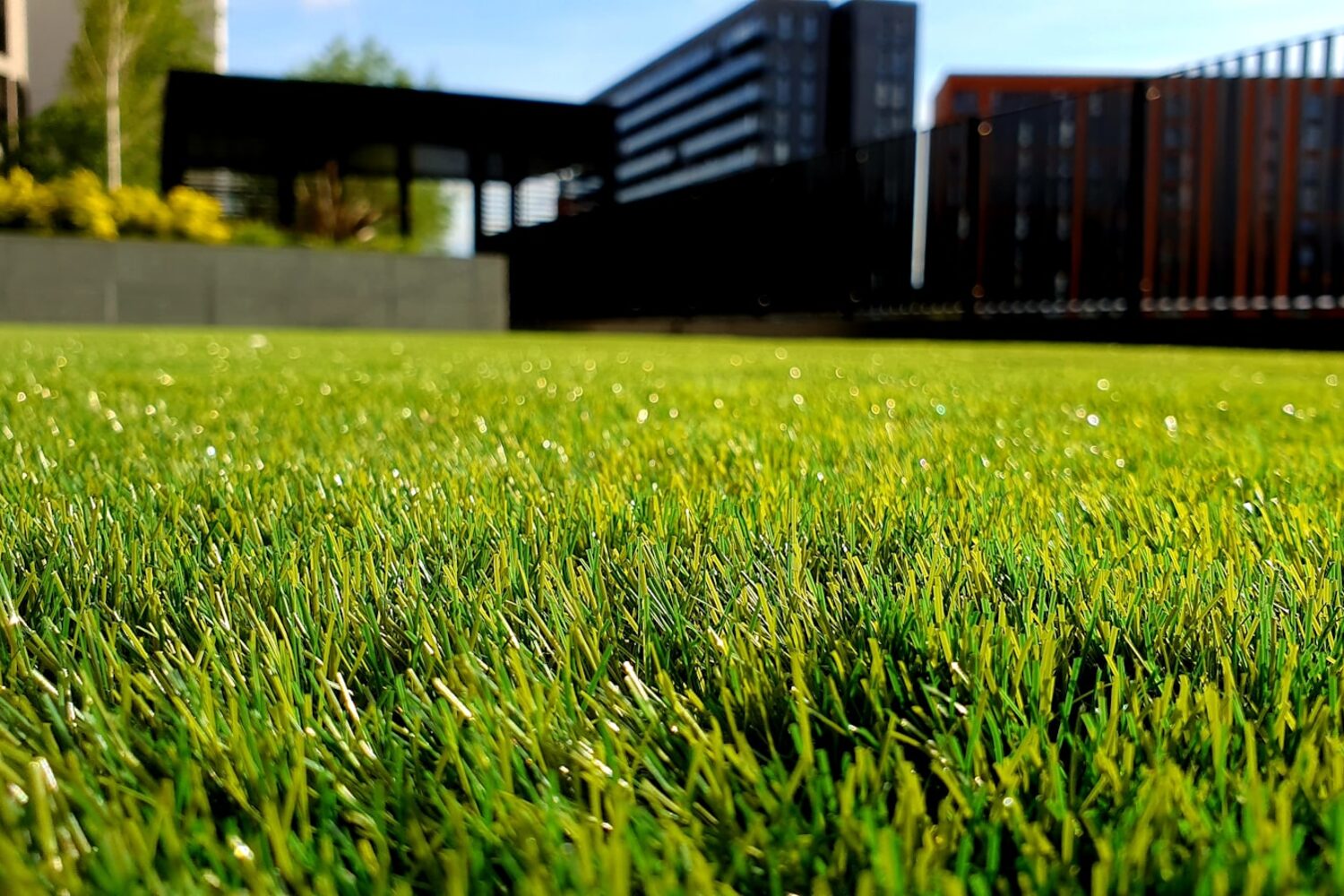A freshly cut lawn showing clean mow lines — summer lawn care