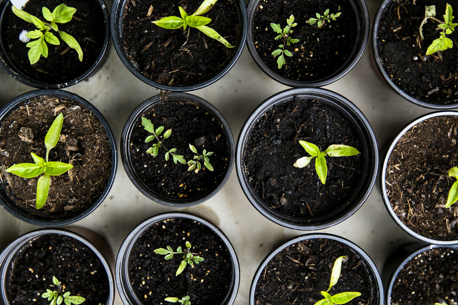 Potted seedlings ready for planting out — spring planting guide