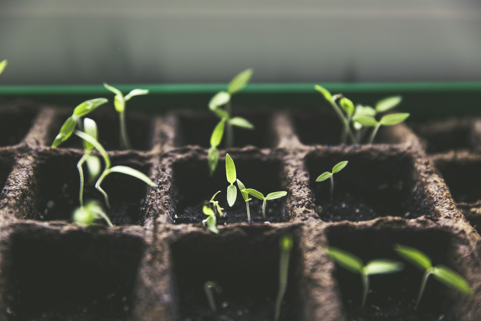 Young seedlings sprouting in a propagation tray — autumn garden jobs