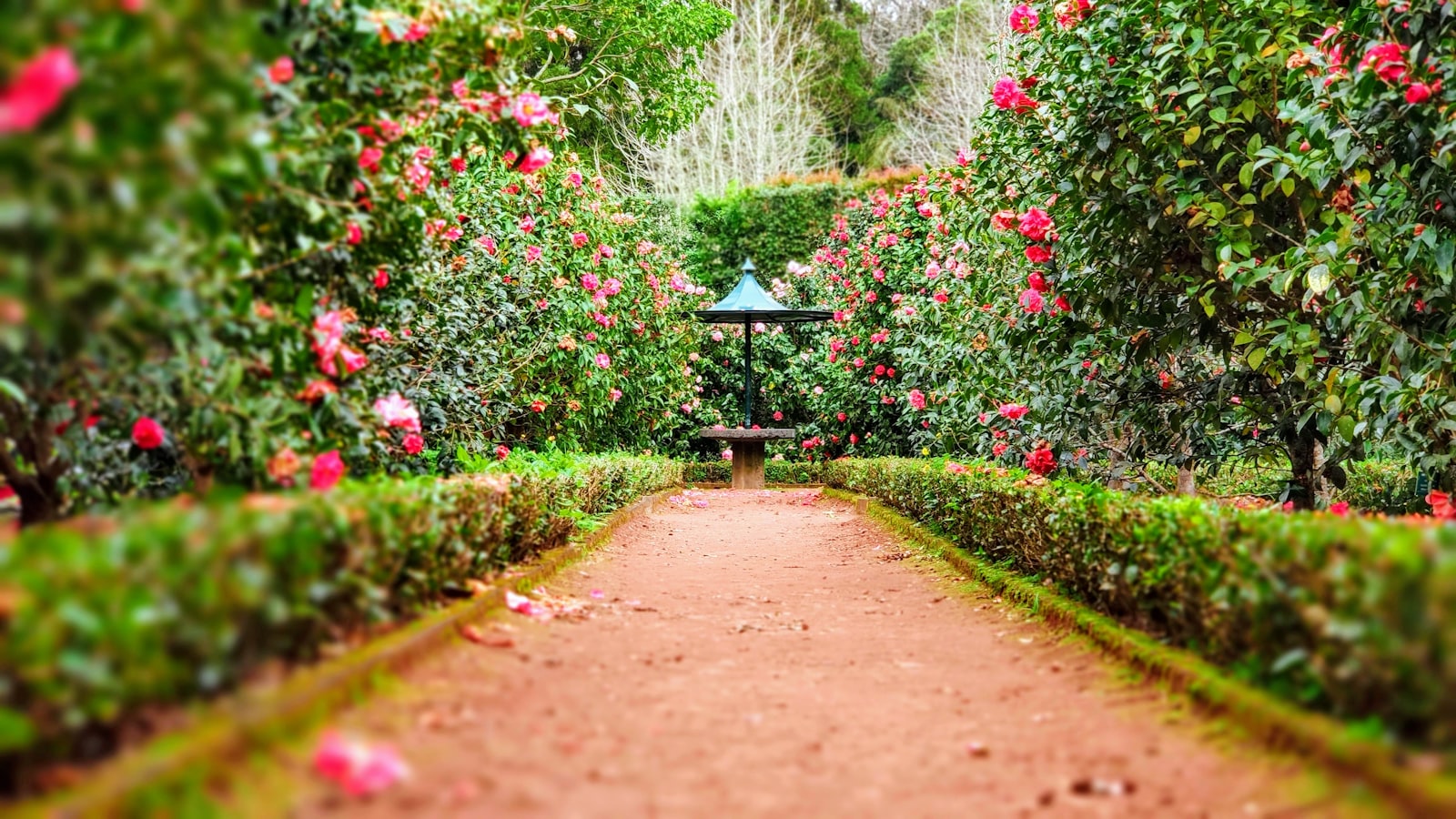 A well-kept flowering garden path with neatly trimmed hedges and a stone bird bath