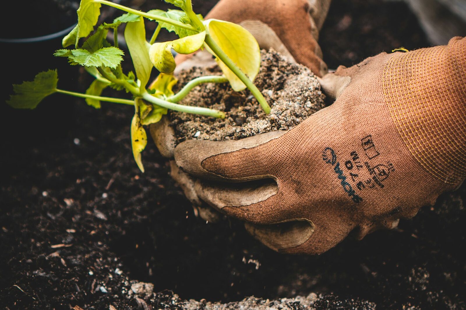 Gloved hands planting a seedling in dark soil — planting and mulching service