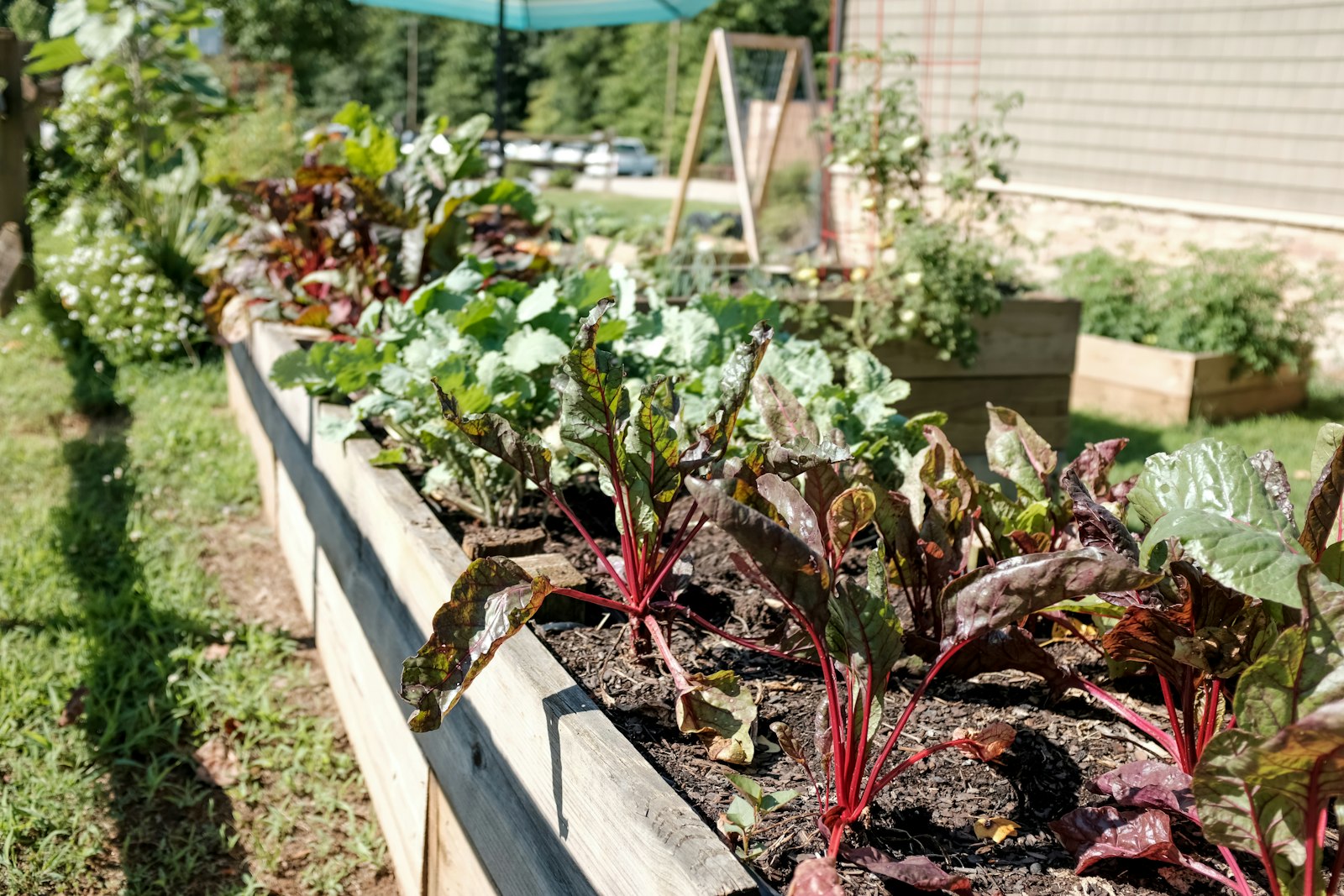 Raised vegetable beds with thriving beetroot and leafy greens — vegetable garden care