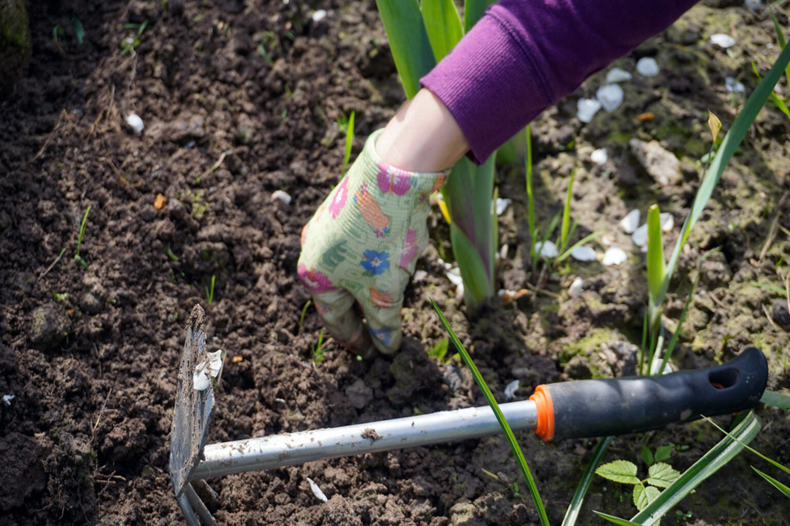 Gloved hand weeding a garden bed with a hand fork — weeding and edging service